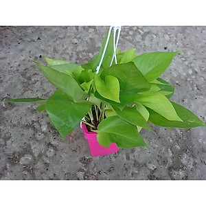 Cây Trầu Bà Tim Vàng - cây cảnh để trong nhà + tặng phân bón cho cây