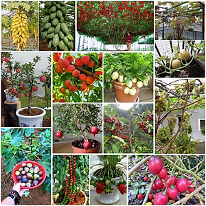 Phân bón hữu cơ sinh học Dịch trùn quế thủy phân - Phân trùn quế BIO 01 kích thích ra rễ và tốt lá (chai 500ml)