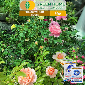 Thuốc Trị Nấm Cây Trồng Greenhome, Coc85 Wp, Gói 20gr, Trừ Đốm Lá Cho Hoa Hồng, Nấm Trên Kiểng Lá, Cây Cảnh, Cây Ăn Quả