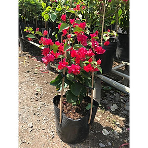 Cây bông giấy đỏ - cây cảnh vườn + Tặng phân bón cho cây