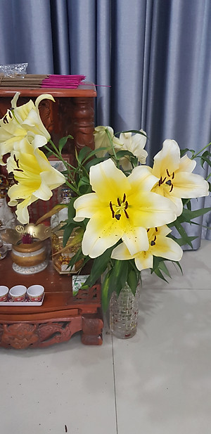  (COMBO 30 GÓI) GÓI DƯỠNG HOA TƯƠI LONGLIFE CỦA ISRAEL GIỮ HOA TƯƠI LÂU GẤP 2 LẦN VÀ 14 NGÀY KHÔNG THAY NƯỚC MỚI