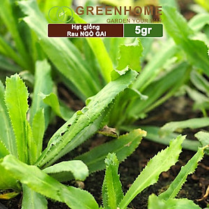 Hạt Giống Ngò Gai Greenhome, Gói 5gr~5000 hạt, Mùi Tàu, Dễ Trồng Quanh Năm, Nảy Mầm Cao, Thu Hoạch Nhanh, Năng Suất Cao G08