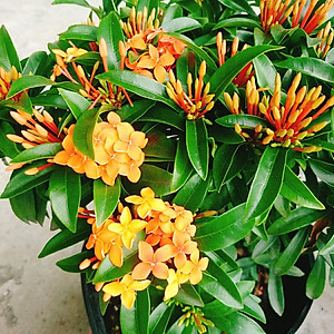 Cây Trang Cam - mẫu đơn cam