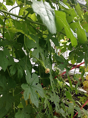 HẠT GIỐNG KHỔ QUA DA TRƠN TRÁI DÀI RADO 316-- NĂNG SUẤT CAO, THU HOẠCH SỚM, KHÁNG BỆNH TỐT