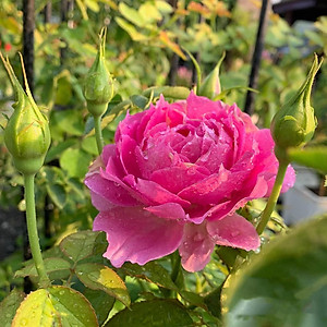 Chế phẩm sinh học    -  Chuyên cải tạo đất, thay thế phân hữu cơ, vô cơ, trị vàng lá thối rễ