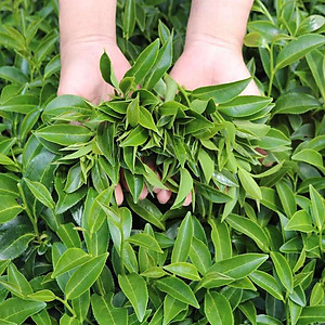 Trà Xanh Hương Dứa DalatFarm - Túi 150Gr