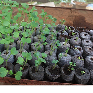 5 Viên Nén Xơ Dừa PMP - Uơm Hạt Giống Trồng Cây