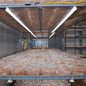 Đèn LED Trồng Cây, Đèn Quang Hợp Trồng Rau, Hoa và Cây Cảnh Trong Nhà, Đảm Bảo - Hàng chính hãng