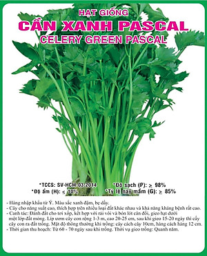 Hạt giống rau cần cọng xanh Pascal - cần tây VTP82