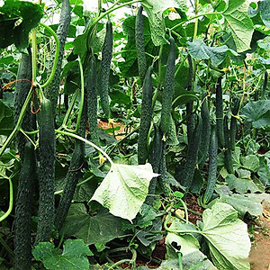 Hạt giống dưa leo hạt lép quả to dài ăn giòn ngọt F1 VTP91