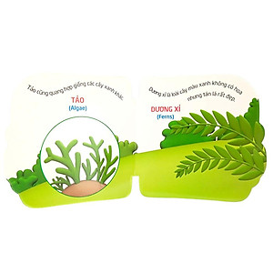 Sách Thế Giới Trong Mắt Em - Thực Vật