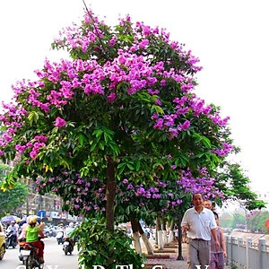 Cây bằng lăng thái - cây cảnh vườn + tặng phân bón cho cây