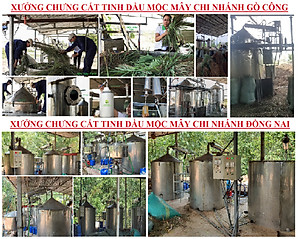Tinh dầu Cà Phê (Coffee) 50ml Mộc Mây - tinh dầu thiên nhiên nguyên chất 100% - chất lượng và mùi hương vượt trội