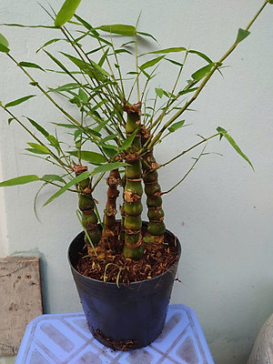 Cây Trúc Quan Âm - Trúc Phật Bà - Cây trúc đùi gà - cây tre đùi ếch