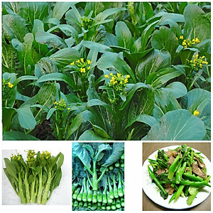 Hạt giống cải ngồng bông - cải ngọt ăn bông gói 20g VTS30