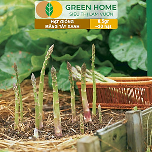 Hạt Giống Măng Tây Xanh Greenhome, Gói 0.5g~30 hạt, Dễ Trồng Quanh Năm, Nảy Mầm Cao, Thu Hoạch Nhanh, Năng Suất Cao T19