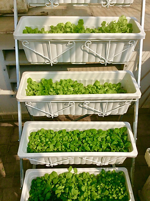 1L Phân Hữu Cơ Vi Sinh pha ra 300L Bón Rau, Hoa Cảnh & Cây Ăn Trái