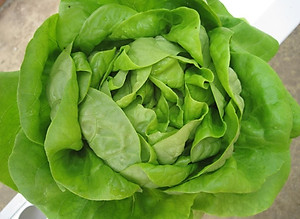 Hạt giống xà lách búp chịu nhiệt Italy VTS38