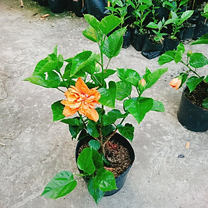 Cây Hoa Dâm Bụt cánh kép (Màu Cam) - cây cảnh để trong nhà + tặng phân bón cho cây