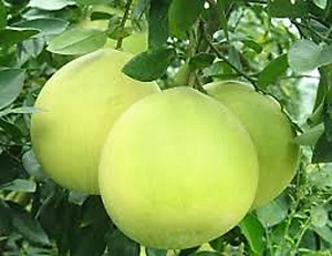 TINH DẦU BƯỞI NGUYÊN CHẤT MẸ KEN-Chai 100ml