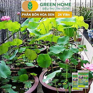 Phân Bón Hoa Sen Greenhome, Vỉ 24 Viên, Cây Thuỷ Sinh, Ngập Nước, Cho Hoa To, Hoa Đậm Màu, Lâu Tàn, Tốt Lá