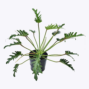 Cây Trầu Bà Khía