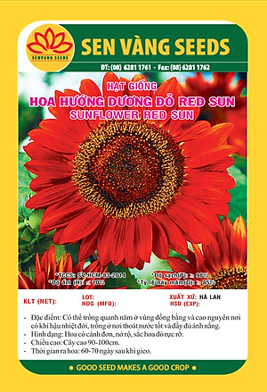 Hạt giống hoa Hướng Dương Đỏ nảy mầm khỏe hoa to VTS08