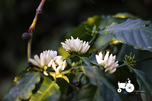 AZZAN FINE ROBUSTA 250g - Cà phê đặc sản, hạt rang hương vị đậm đà, thơm ngon tròn vị