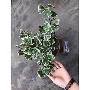 Cây BÀNG CẨM THẠCH - Bàng Trái Tim Mini để bàn