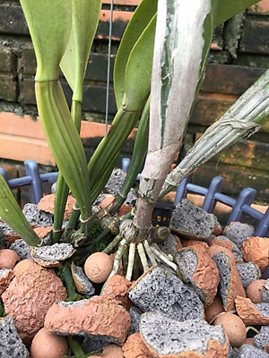 Viên đất sét nung (sỏi nhẹ leca / keramite) popper trồng xương rồng,sen đá, thủy canh, lọc nước THAILAND - 1 lít