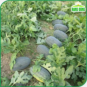 Hạt giống Dưa Hấu Rado 331 (10 hạt) trái to, dài, ruột đỏ, ngọt, kháng sâu bệnh, trồng quanh năm - Hạt giống Rạng Đông