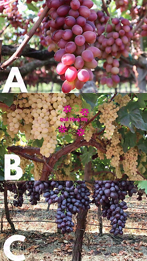 Nho khô Sunview Raisins Mỹ không hạt 3 màu giàu Vitamin khoáng chất, tốt cho tim mạch (425g/hộp) - QuaTangMe Extaste