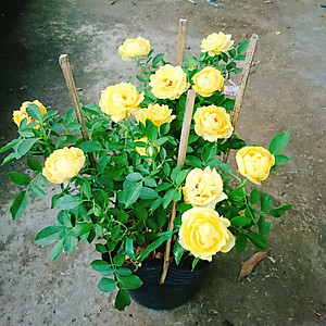 Cây Hoa Hồng Tỉ Muội Vàng - cây cảnh để bàn + tặng phân bón cho cây