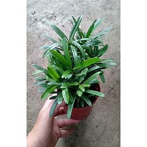 Cây Tùng La Hán - Vạn Niên Tùng - cây cảnh để bàn