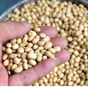 Chế phẩm     Chuyên ủ phân cá, đậu tương, dịch chuối làm phân bón cho hoa, cây trồng..