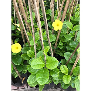 Cây Huỳnh Đệ (thân leo) - cây cảnh vườn + Tặng phân bón cho cây mau lớn