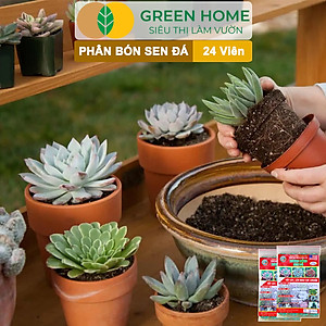 Phân Bón Sen Đá Greenhome, Gói 24 Viên, Kích Rễ, Lên Màu Chuẩn, Dùng Cho Cây Mọng Nước, Xương Rồng