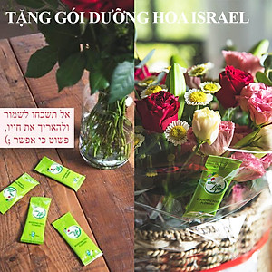 Bột Cắm Hoa ISRAEL (Combo 50 gói dưỡng hoa), Hiệu Longlife giữ hoa tươi lâu gấp 2 lần và 14 ngày không thay nước mới