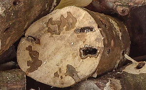 cây giống Trầm Hương (dó bầu) f1 thuần chủng