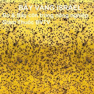 Set 10 Mét Bẫy ruồi đục trái và bẫy côn trùng bay khác bằng Keo Vàng Sinh học Nông Nghiệp nhập khẩu Israel (Sticky Yellow Roll) 2 mặt keo dính chịu mưa nắng và nước tưới