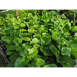 Hạt Giống Mồng Tơi Cao Sản Mồng Tơi Lá To Dễ Trồng,Giàu Dinh Dưỡng - Phú Nông Seeds 15Gr