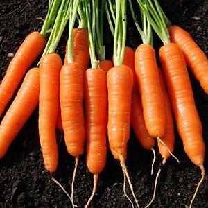 Hạt Giống Cà Rốt New Kuroda Phú Nông
