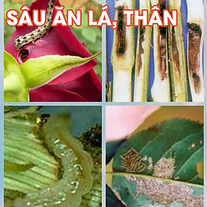 Combo 2 chai dầu neem oil hữu cơ Kobi nguyên chất, diệt bọ, trĩ, nhện đỏ, rệp, sâu, bảo vệ cây hoa hồng, phong lan, ép lạnh - 50ml/chai