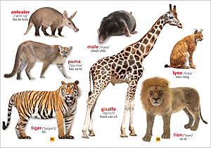 Từ Điển Bằng Tranh - Thế Giới Động Vật (Tái Bản)