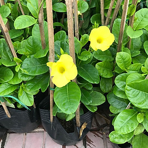 Cây Huỳnh Đệ (thân leo) - cây cảnh vườn + Tặng phân bón cho cây mau lớn