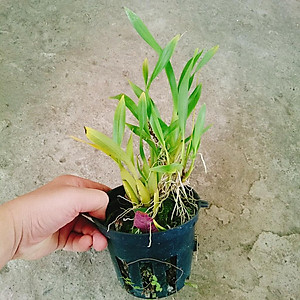 Lan Vũ Nữ - cây cảnh trong nhà + tặng phân bón cho cây mau lớn