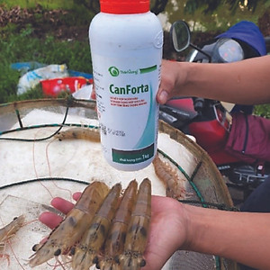 SIÊU TĂNG TRỌNG CHO TÔM CÁ CANFORTA