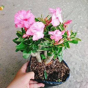 Cây Hoa Sứ Kỳ Duyên - cây cảnh để bàn + tặng phân bón cho cây