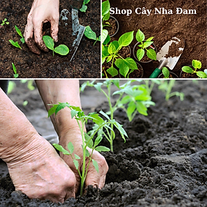 Phân Trùn Quế Hữu Cơ Cao Cấp, Đã Qua Xử Lý Sàng Lọc Và Giảm Ẩm, Chuyên Rau Sạch Cây Kiểng ( Gói 1Kg)