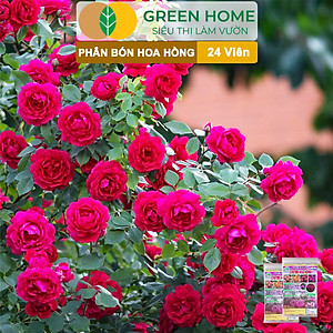 Phân Bón Hoa Hồng Greenhome, Gói 24 Viên, Giúp Cây Đâm Chồi, Thân Mập, Nhiều Nụ, Hoa To, Thắm Màu, Lâu Tàn